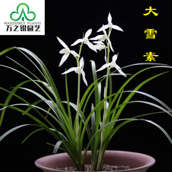 耀强大雪素兰花云南莲瓣兰名品办公室桌面植物盆景室内鲜花花卉盆栽 1