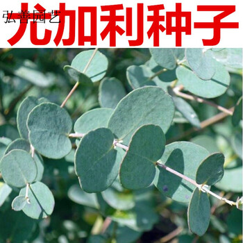 qcdd 尤加利种子 银水滴冈尼桉树种子 苹果桉 小叶桉图片