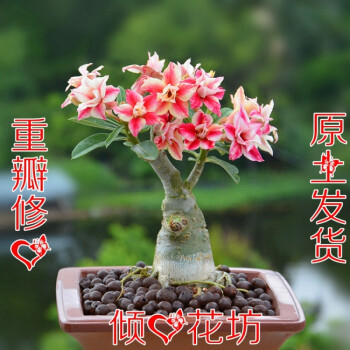 沙漠玫瑰花苗盆栽四季开鲜花庭院室内绿植盆景花卉 沙漠玫瑰修心 沙漠