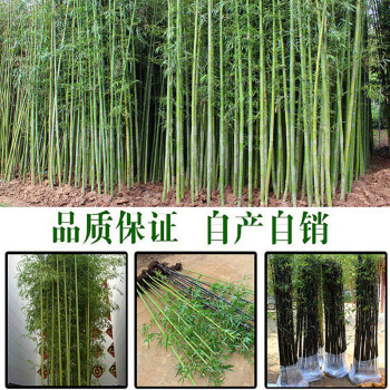 青竹苗