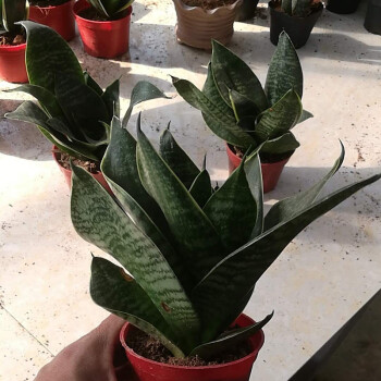 一盆3棵带盆带土虎皮兰盆栽高矮金边虎皮兰大虎尾兰苗佛前香棒叶虎皮