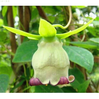 莱芮四叶参奶参山海螺阳台庭院攀援爬藤植物种子种根绿植四季常青盆栽