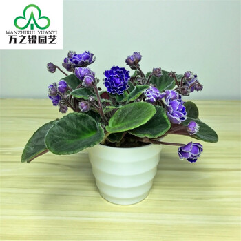耀强紫罗兰植物盆栽 非洲紫罗兰非洲堇 阳台办公室四季开花植物花卉