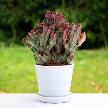 花明月 风水植物 彩色仙人掌盆栽 玉麒麟 彩色玉