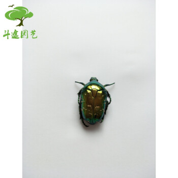 热门宠物 蝴蝶昆虫标本 中扁锹甲金龟子甲虫标本 教具