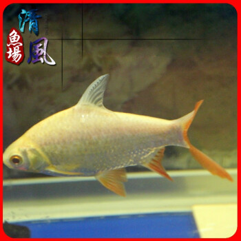 商品评价 本店好评商品 品牌: 岑鑫 商品名称:双线侧 泰国鲫 热带鱼