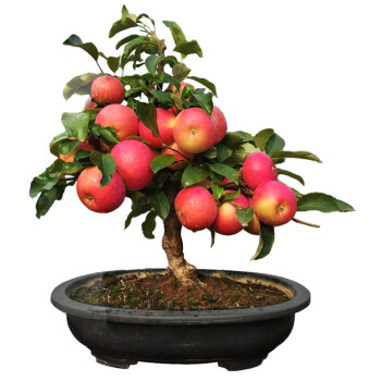 极耐寒 室内盆栽苹果树苗 矮化苹果苗 红富士当年结果嫁接矮化果树