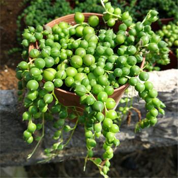 佛珠情人泪多肉植物自家种植办公室 防辐射小盆栽