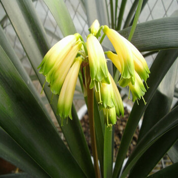 雅卉 盆栽花卉君子兰盆栽 君子兰苗 花叶 圆头 雀兰 君子兰花苗 包