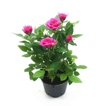 [馨思予园艺】玫瑰花盆栽带花苞好养的花开花不断欧月