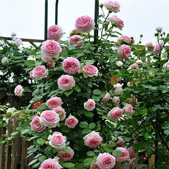 欧州月季花苗盆栽蔷薇苗 藤本月季苗爬藤植物 四季循环开花 粉龙 大苗【图片 价格 品牌 报价】-京东