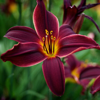 带芽香水百合花种球根 百合花苗绿植盆栽 当年