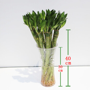 开运竹佛肚竹大肚竹室内水培绿植空气直竹 40厘米罗汉竹10根(有根 不