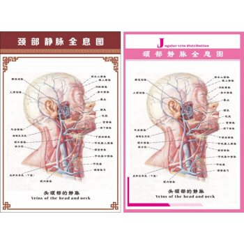攸竹 医学研究挂图人体颈部颈动脉全息图人体解剖图人体静脉图 40寸
