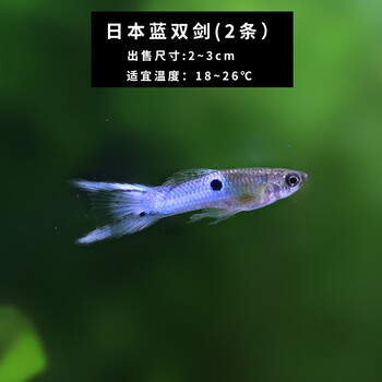 观赏鱼金红孔雀鱼活体宠物鱼霓虹灵白礼服孔雀鱼1076 日本蓝双剑2条