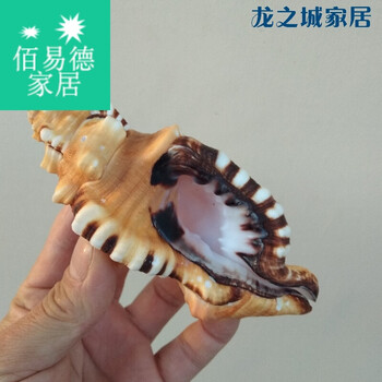 海螺贝壳象鼻法螺 虎头螺 标本螺 水族鱼缸造景 家居橱窗装饰 10.