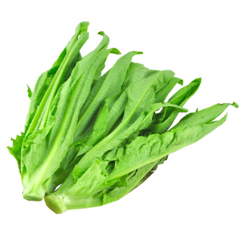 绿农说  供港蔬菜 油麦菜 约300g 新鲜蔬菜