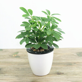 金枝恋(JINZHILIAN)盆栽鸭脚木鸭掌木 七叶莲 