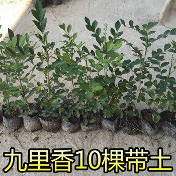 花明柳媚九里香盆栽带花绿植盆栽七里香九里香苗开花香气袭人驱蚊植物