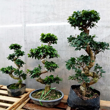 雅兰阁大型造型盆景植物人参榕小叶榕树苗人参榕树植物绿植盆景盆栽