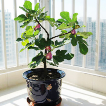 千特园艺 无花果树苗盆栽地栽无花果苗南方北方种植水果盆栽 红心 3年