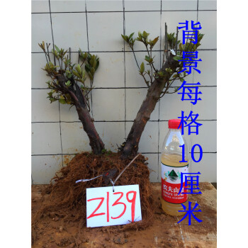 紫花杜鹃花 毛杜鹃 盆栽 盆景 下山树桩 老桩 熟桩 古