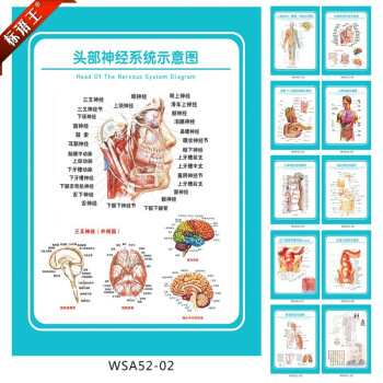 标语王 医院科室挂图 解剖图 头部神经系统示意图 宣传画 贴画wsa52