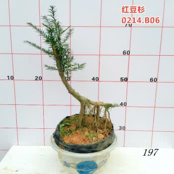 四季常绿植盆栽下山红豆杉树桩盆景熟桩室内冬红色观果吸甲醛植物 b06