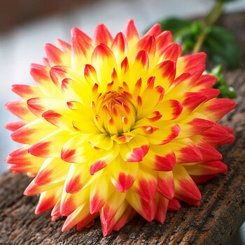 盆栽植物花卉 天竺牡丹 大丽花种球根 家庭阳台