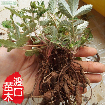 逍遥翻白草 翻白草苗 叶下白降血糖中药材苗 草药种子 阳台盆栽 苗5棵