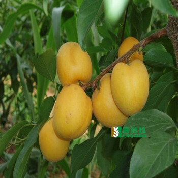 庭院南北方种植 李子树苗盆栽 2年苗 黄金李 6