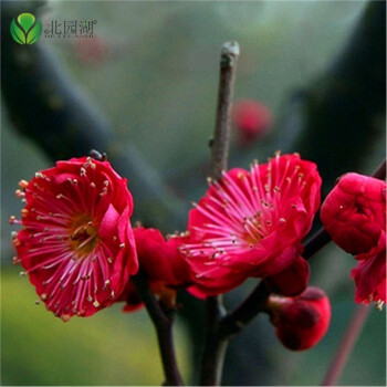 红梅/乌梅/绿梅/白梅/美人梅/素心梅/腊梅/梅花种子花卉林木种子 朱砂