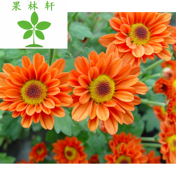 果林轩 北京夏菊风车菊小米菊花小苗盆栽植物 耐寒植物花期长 橙色