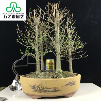 耀强丛林式金钱松盆景水树金松盆栽办公室绿植 木本久