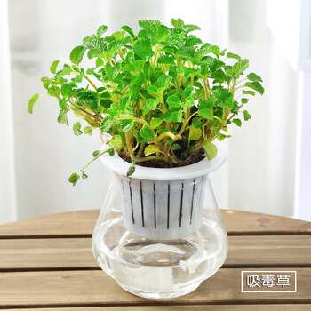 水培植物绿萝常春藤办公室桌面盆栽绿植花卉室内客厅植物万年青 吸毒