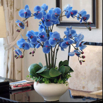 桌面花卉 绿植物 盆栽蝴蝶兰花苗 四季当年开花 客厅 观花植物 浅蓝色