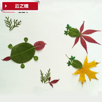 植物标本制作透明膜押花叶子保护膜防潮树叶手工粘贴过塑膜 a4树叶画图片