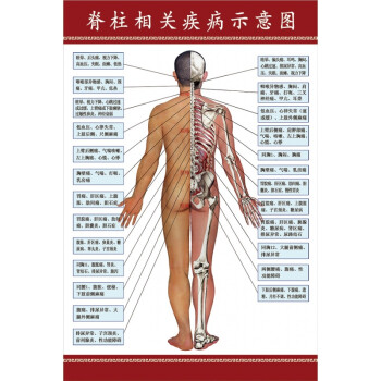 人体脊柱相关疾病海报 神经图 血管分布图 骨骼挂图 穴位图 28寸