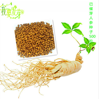 我要发芽 药材种子 已催芽人参种子 黄精 地精 神草 中药之王 滋补