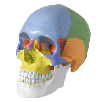 锦格(jinge) 头颅骨模型标准彩色分区骷髅头人体头骨标本模型 医用