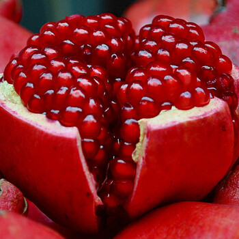 包邮 果树苗 石榴苗 绿化苗 庭园植物 石榴树苗