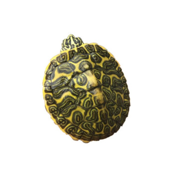 【活鲜】蟹爱 火焰龟深水龟活体苗宠物龟 205-250g 一只 盒装