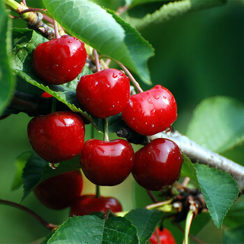 志尚园艺用品 庭院果树苗 美国车厘子樱桃果树