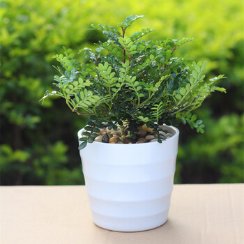 清香木 客厅办公室内桌面植物清香木盆景 花卉