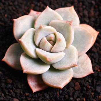 物含盆送土组合套餐3件套多肉+花盆+营养土办