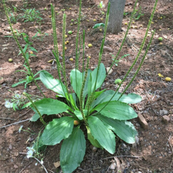 散装野菜种子车前草种子 车前子 青猪耳草平车前五根草牛甜菜 车前子