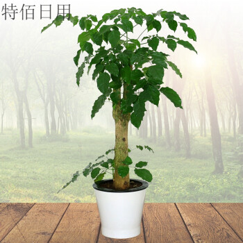 幸福树富贵发财树绿宝树大型绿植盆景树桩办公室客厅室内盆栽植物