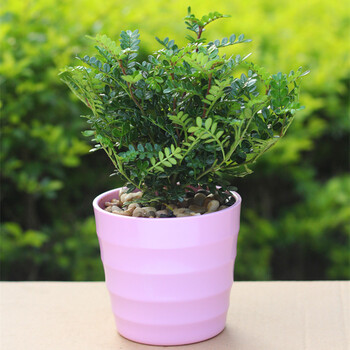 多肉吧 清香木 客厅办公室内桌面植物清香木盆