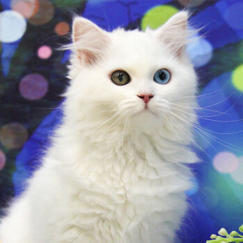 萝伦lauren上海猫舍 波斯猫长毛猫 异瞳波斯猫 上海猫