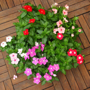 不怕晒好养的开花植物常年开花不断阳台绿植四季花卉盆栽室内观花